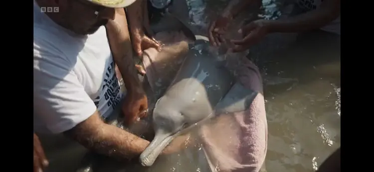 Indus river dolphin (Platanista minor) as shown in Planet Earth III - Freshwater